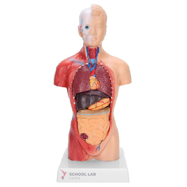 42cm Sexless Torso