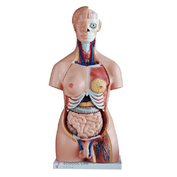 85cm Bisexual Torso 40 Parts