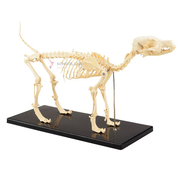 Dog Skeleton Model