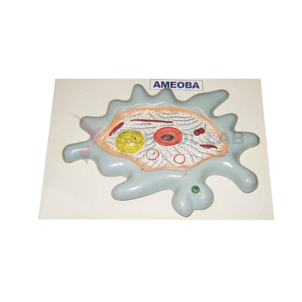 Amoeba Model