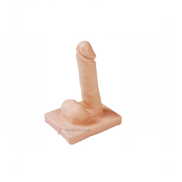 Male Condom Demonstration Model