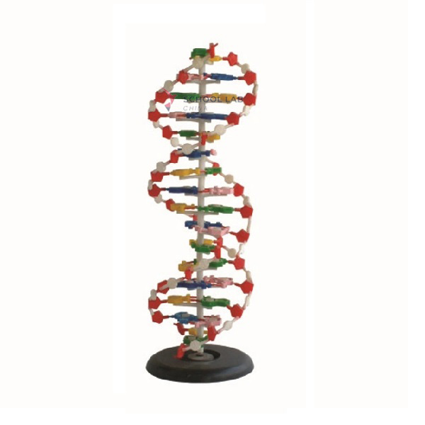 DNA Model