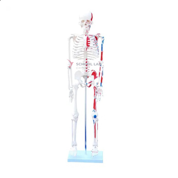 Disarticulated Human Skeleton Model