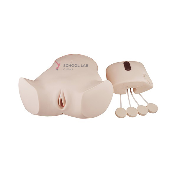 Abdominal Cavity Puncture Model