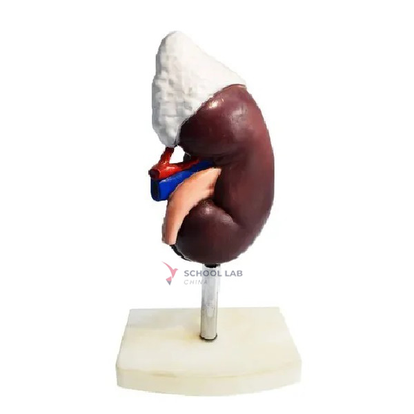 Kidney Model with Suprarenal Capsule