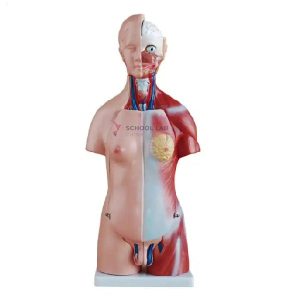 55cm Tisexual Torso