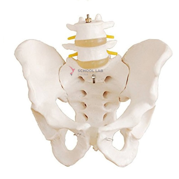Life Size Pelvis with Lumbar Vertebrae