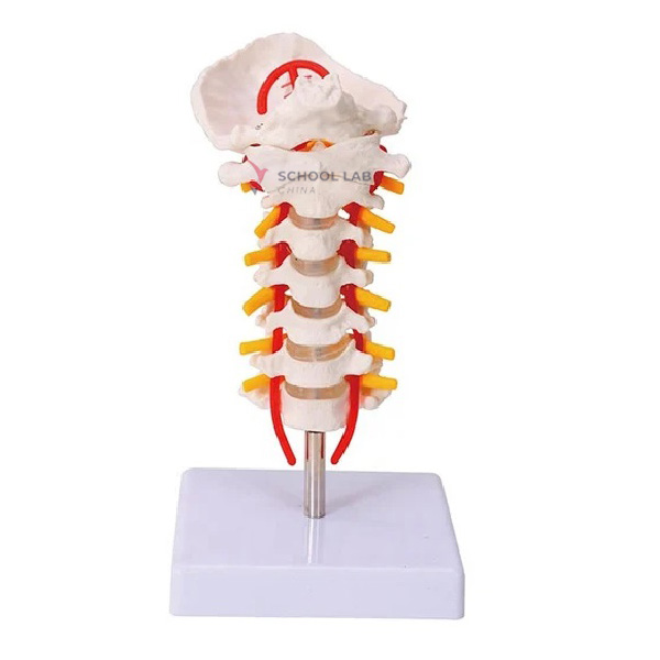 Cervical Vertebral with Occipital
