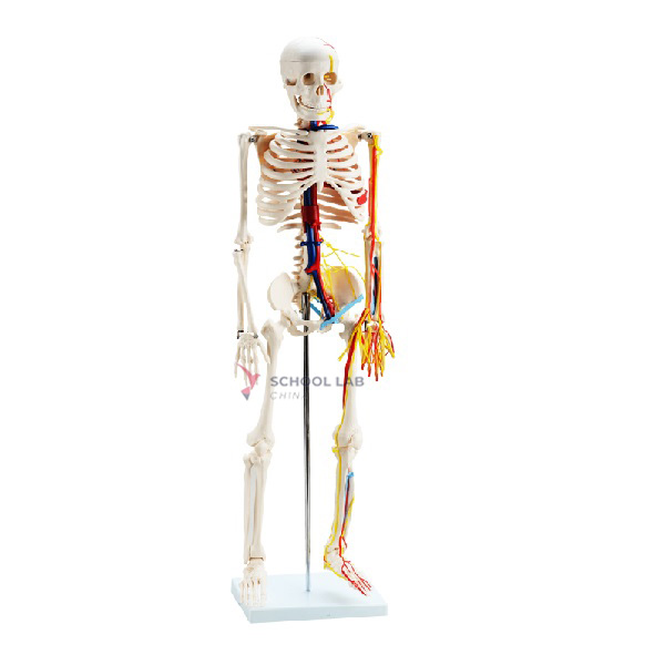 Skeleton Model with Nerves and Blood Vessels