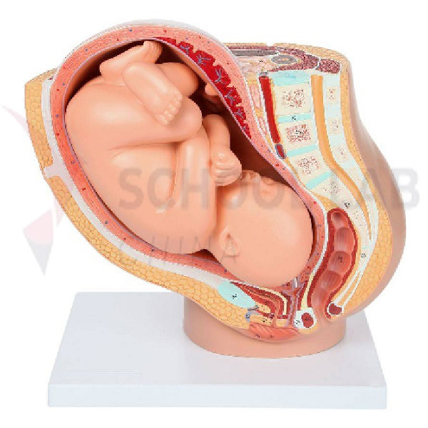 Human Pregnant Uterus Model