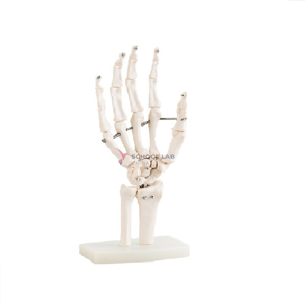 Life-size Hand Joint Model