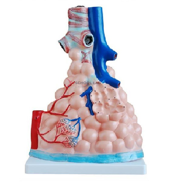Magnified Pulmonary Alveoli Model