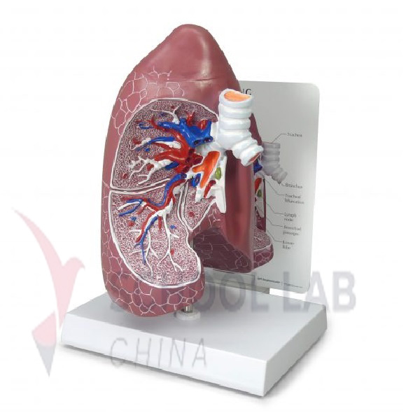 Anatomical Trachea Lung Model