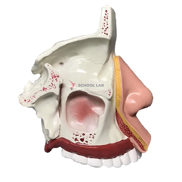 Nasal Cavity Anatomy Model