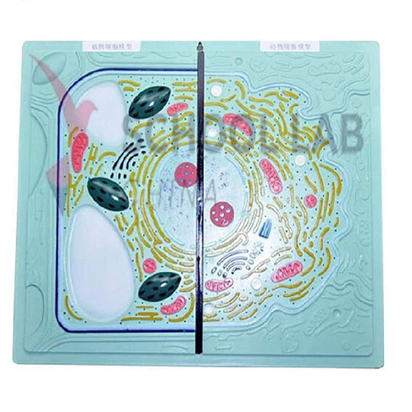 Animal and Plant Cell Model