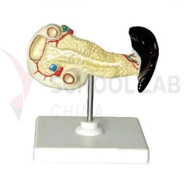 Spleen, Pancreas and Duodenum Model