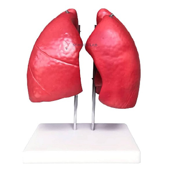 Lung Anatomical Model