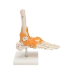 Life Size Foot Joint With Ligament
