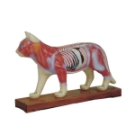 Cat Acupuncture Model