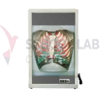 Functional Human Respiration Model