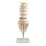 Life Size Lumbar with Sacral and Coccyx