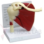 Health Muscle Shoulder Model