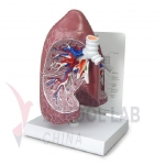 Anatomical Trachea Lung Model